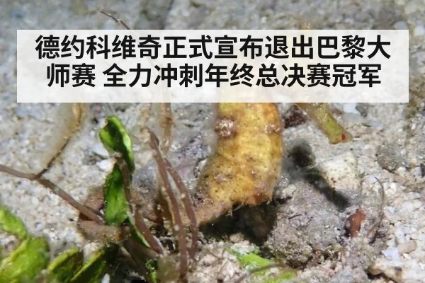 德约科维奇正式宣布退出巴黎大师赛 全力冲刺年终总决赛冠军